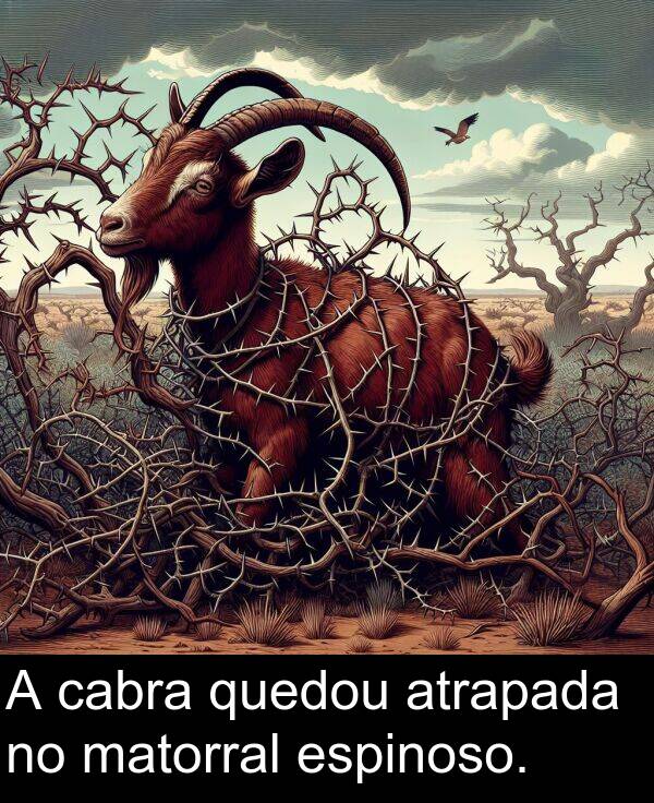 espinoso: A cabra quedou atrapada no matorral espinoso.