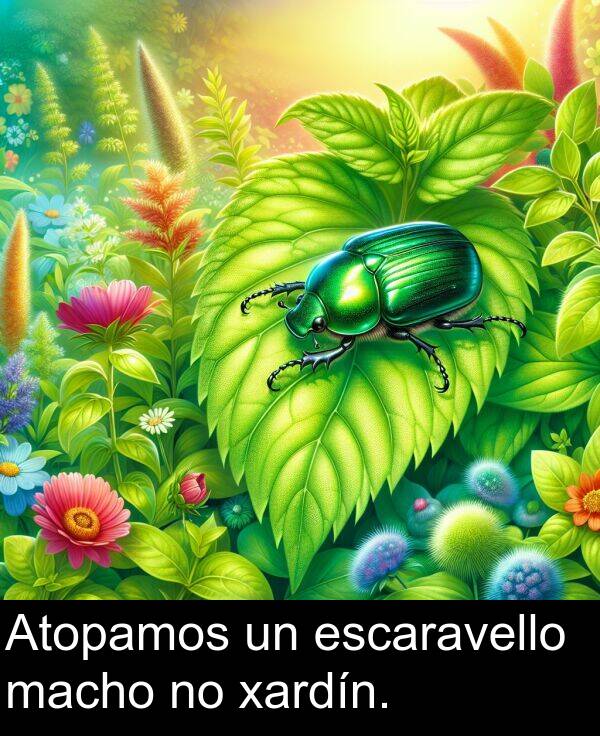 escaravello: Atopamos un escaravello macho no xardín.