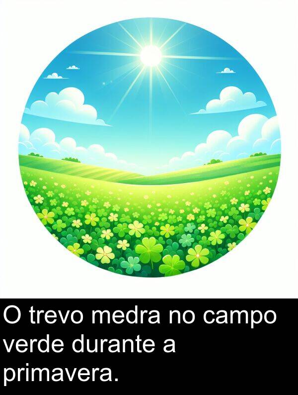 durante: O trevo medra no campo verde durante a primavera.