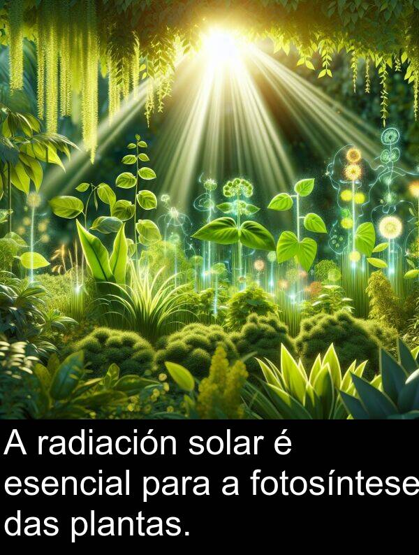 radiación: A radiación solar é esencial para a fotosíntese das plantas.