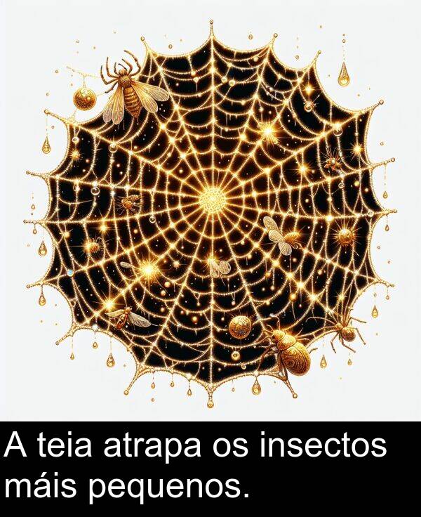 máis: A teia atrapa os insectos máis pequenos.