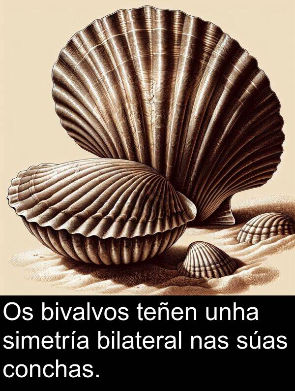 bilateral: Os bivalvos teñen unha simetría bilateral nas súas conchas.