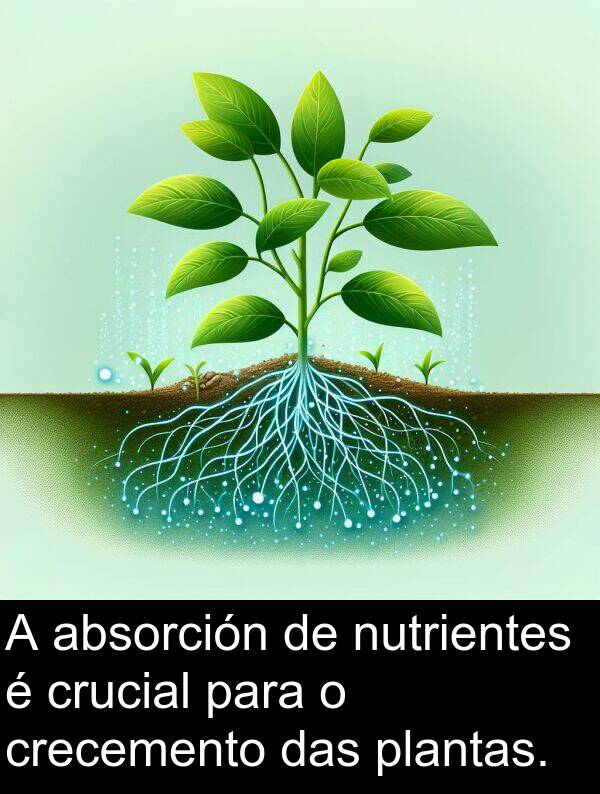 crucial: A absorción de nutrientes é crucial para o crecemento das plantas.