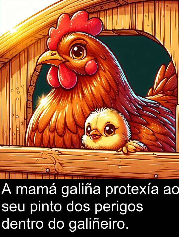 pinto: A mamá galiña protexía ao seu pinto dos perigos dentro do galiñeiro.