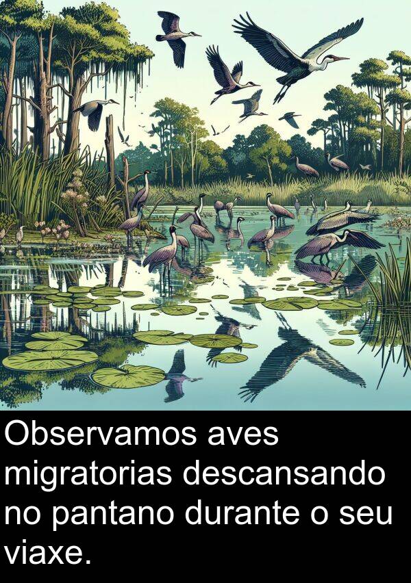 aves: Observamos aves migratorias descansando no pantano durante o seu viaxe.