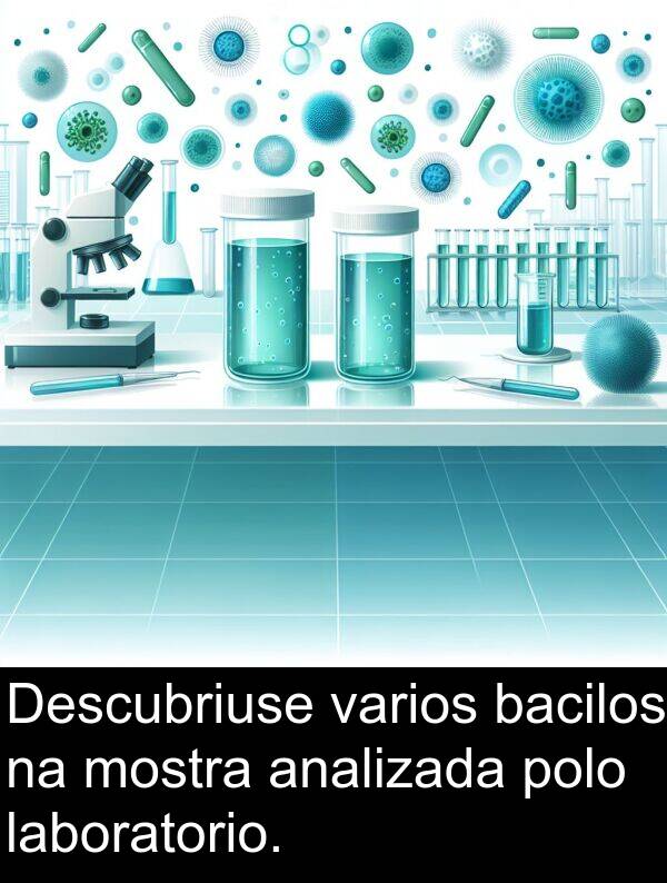 analizada: Descubriuse varios bacilos na mostra analizada polo laboratorio.