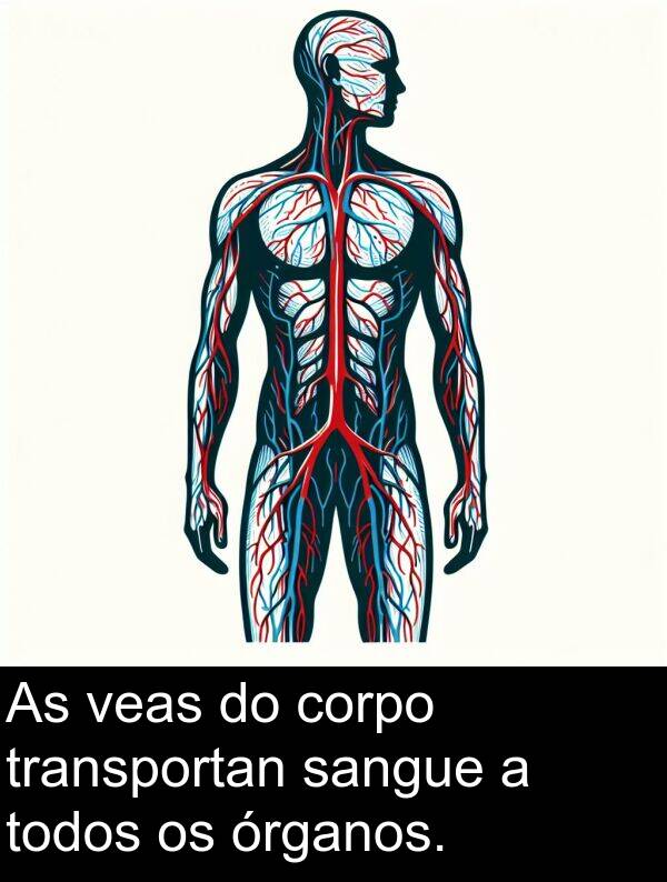 transportan: As veas do corpo transportan sangue a todos os órganos.