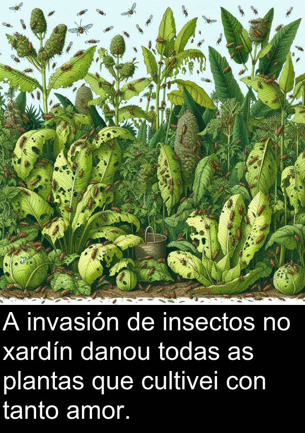danou: A invasión de insectos no xardín danou todas as plantas que cultivei con tanto amor.