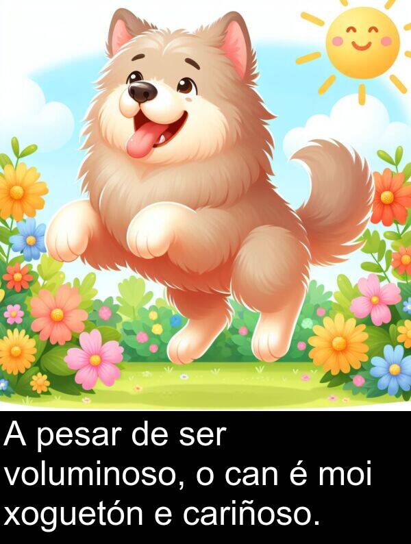 pesar: A pesar de ser voluminoso, o can é moi xoguetón e cariñoso.