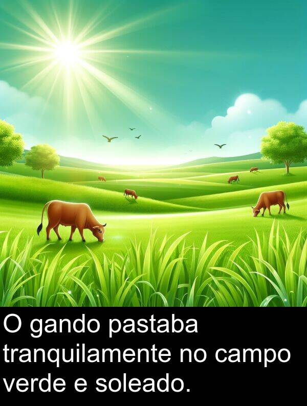 tranquilamente: O gando pastaba tranquilamente no campo verde e soleado.