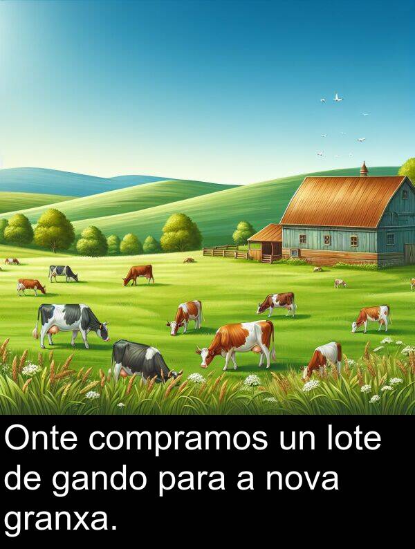 granxa: Onte compramos un lote de gando para a nova granxa.