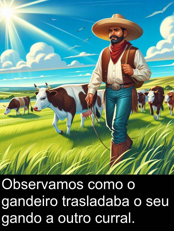 gando: Observamos como o gandeiro trasladaba o seu gando a outro curral.