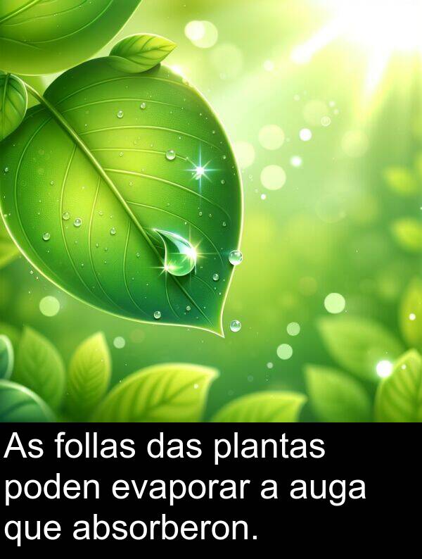evaporar: As follas das plantas poden evaporar a auga que absorberon.