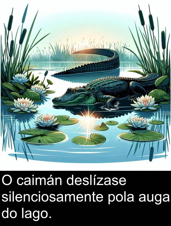 caimán: O caimán deslízase silenciosamente pola auga do lago.