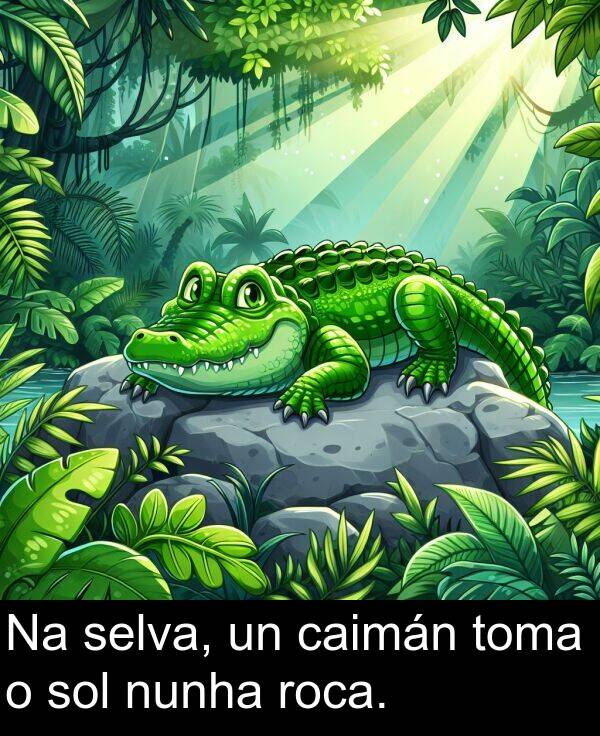 sol: Na selva, un caimán toma o sol nunha roca.