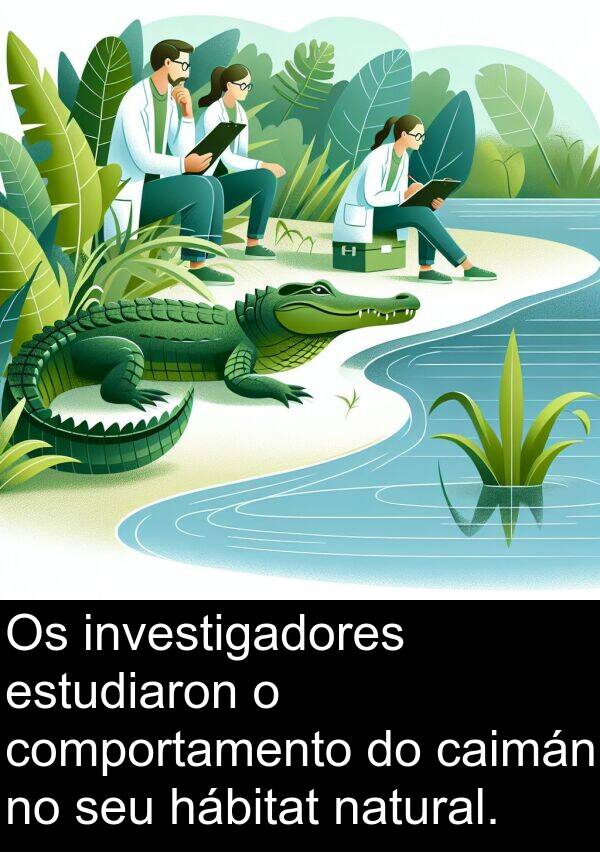 comportamento: Os investigadores estudiaron o comportamento do caimán no seu hábitat natural.