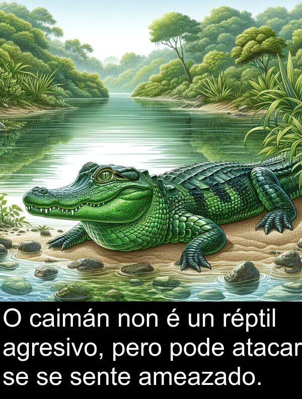 réptil: O caimán non é un réptil agresivo, pero pode atacar se se sente ameazado.