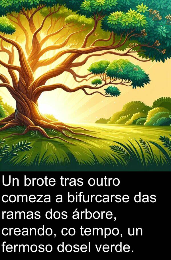 ramas: Un brote tras outro comeza a bifurcarse das ramas dos árbore, creando, co tempo, un fermoso dosel verde.