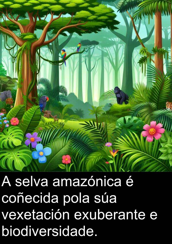 exuberante: A selva amazónica é coñecida pola súa vexetación exuberante e biodiversidade.