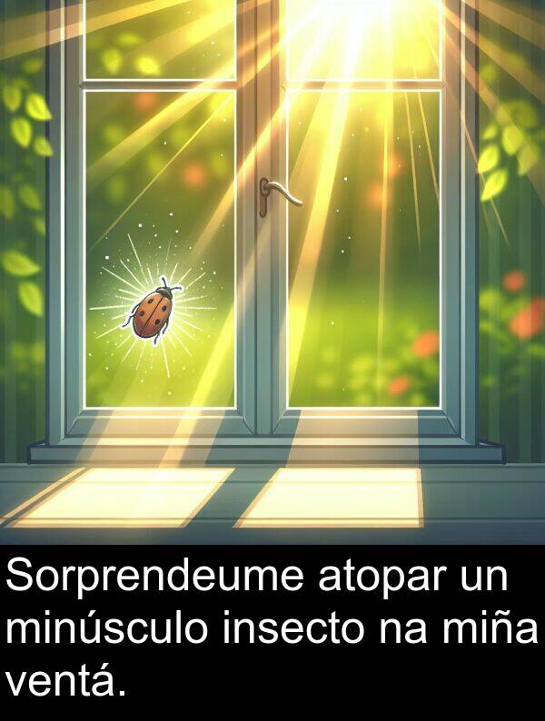minúsculo: Sorprendeume atopar un minúsculo insecto na miña ventá.