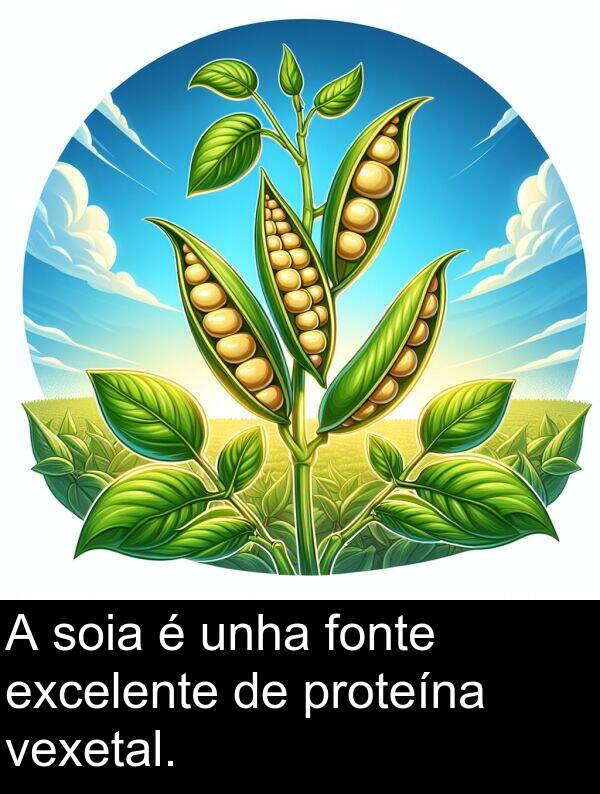 excelente: A soia é unha fonte excelente de proteína vexetal.