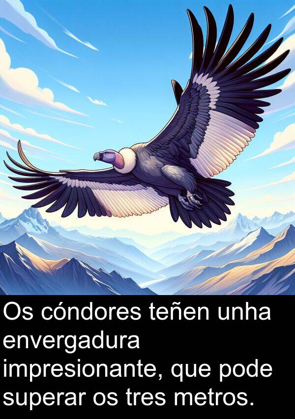 superar: Os cóndores teñen unha envergadura impresionante, que pode superar os tres metros.