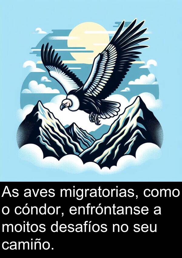 enfróntanse: As aves migratorias, como o cóndor, enfróntanse a moitos desafíos no seu camiño.