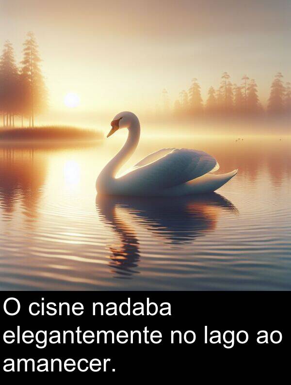 cisne: O cisne nadaba elegantemente no lago ao amanecer.