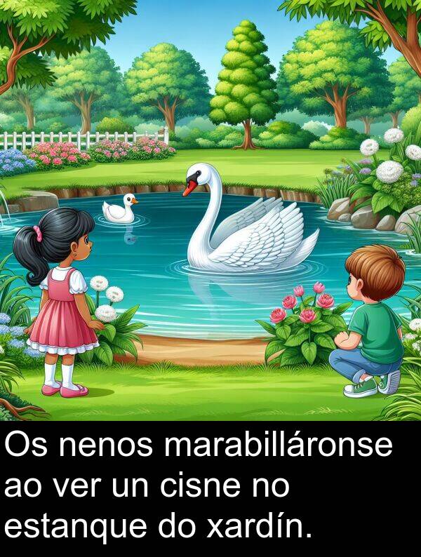 cisne: Os nenos marabilláronse ao ver un cisne no estanque do xardín.