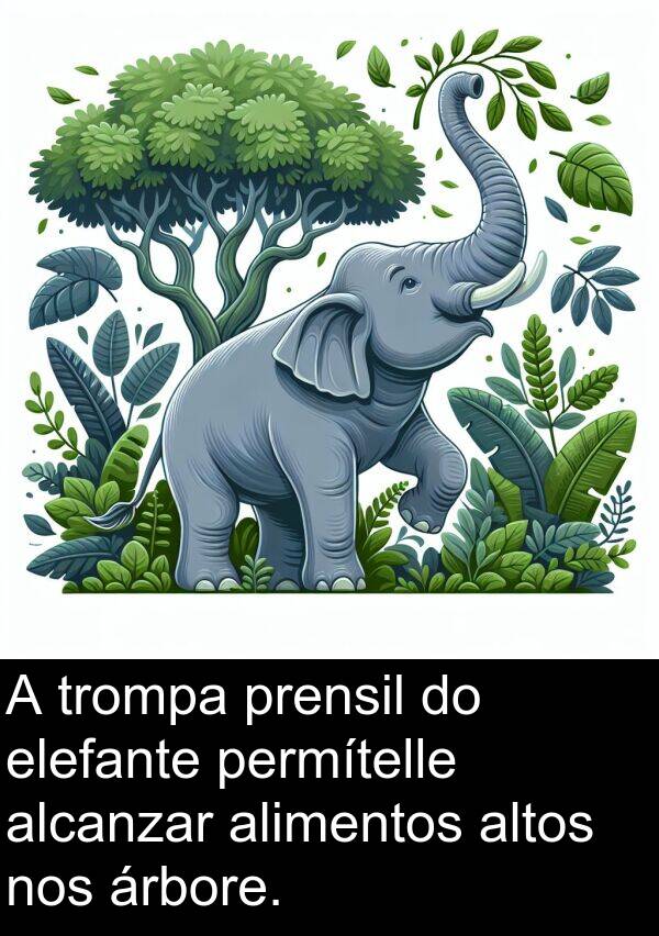 elefante: A trompa prensil do elefante permítelle alcanzar alimentos altos nos árbore.