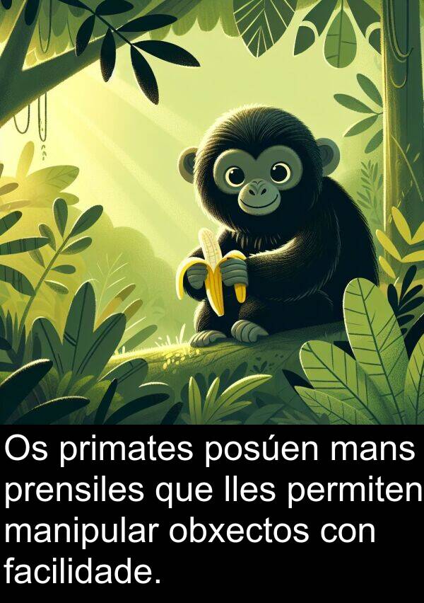 posúen: Os primates posúen mans prensiles que lles permiten manipular obxectos con facilidade.