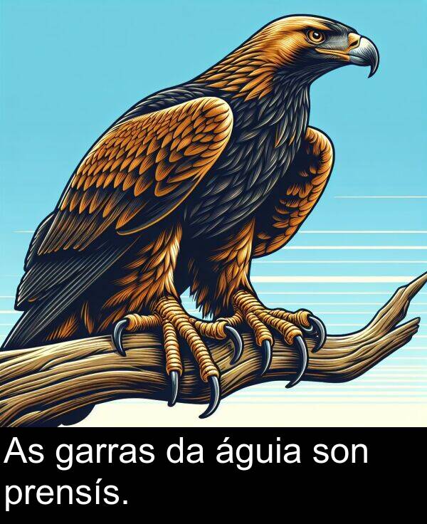 son: As garras da águia son prensís.