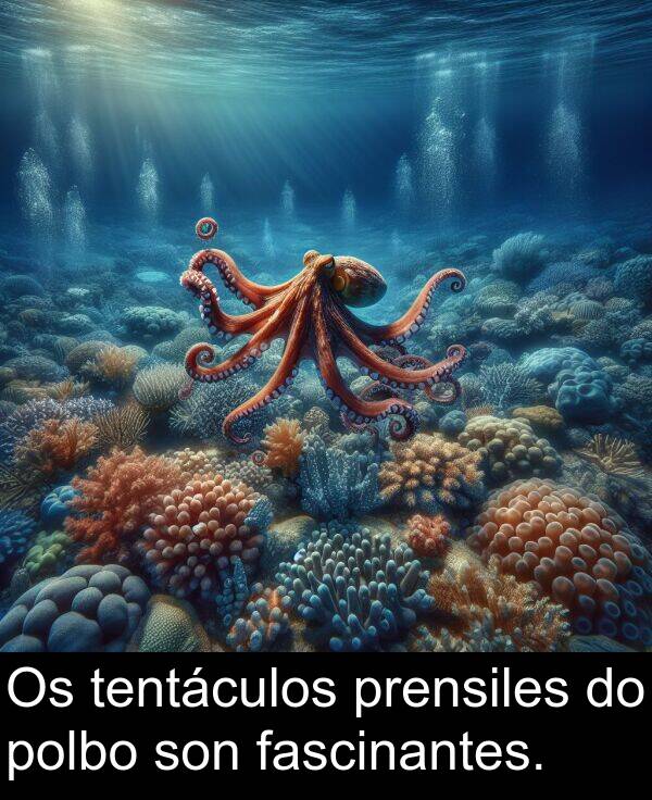 son: Os tentáculos prensiles do polbo son fascinantes.
