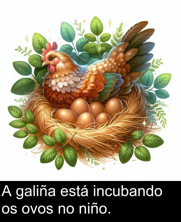 galiña: A galiña está incubando os ovos no niño.