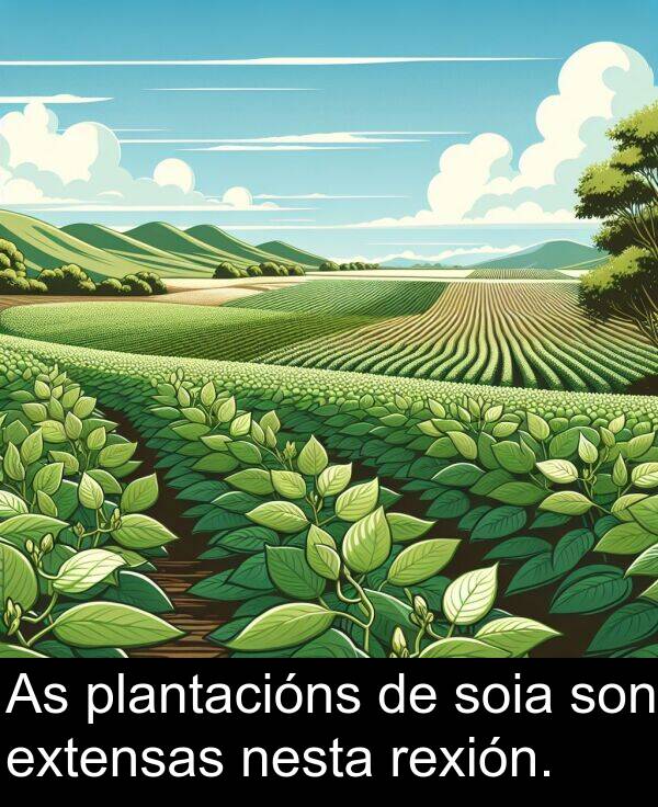 rexión: As plantacións de soia son extensas nesta rexión.