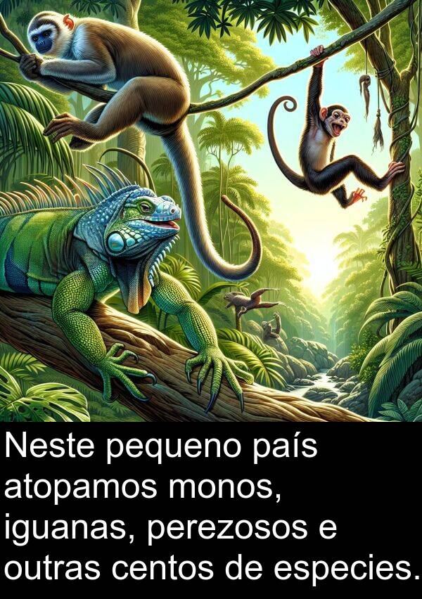 especies: Neste pequeno país atopamos monos, iguanas, perezosos e outras centos de especies.