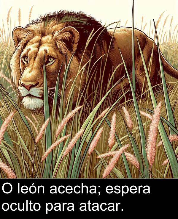 espera: O león acecha; espera oculto para atacar.