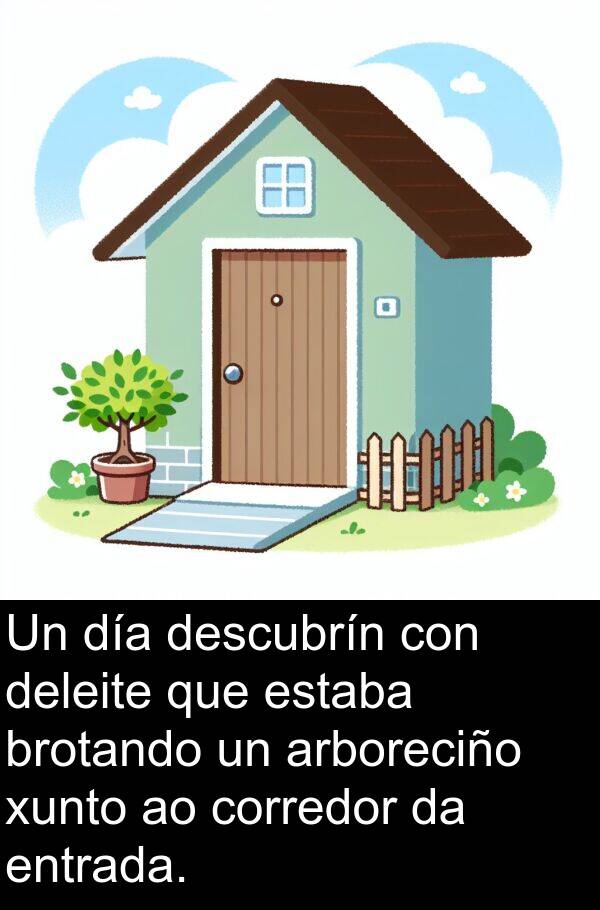 entrada: Un día descubrín con deleite que estaba brotando un arboreciño xunto ao corredor da entrada.