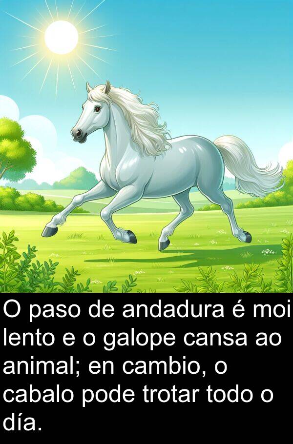 galope: O paso de andadura é moi lento e o galope cansa ao animal; en cambio, o cabalo pode trotar todo o día.