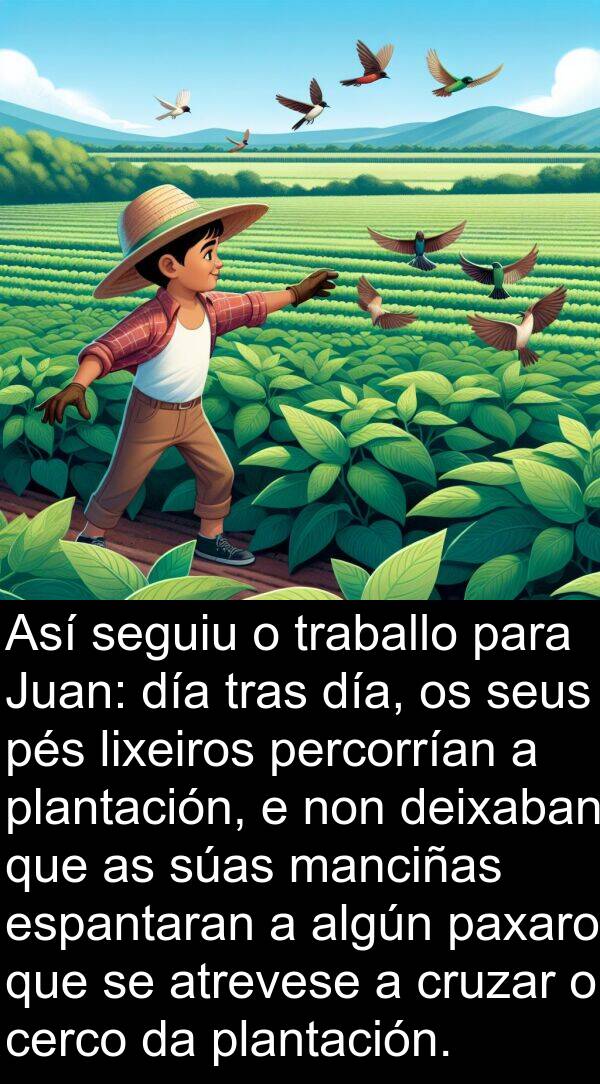 pés: Así seguiu o traballo para Juan: día tras día, os seus pés lixeiros percorrían a plantación, e non deixaban que as súas manciñas espantaran a algún paxaro que se atrevese a cruzar o cerco da plantación.