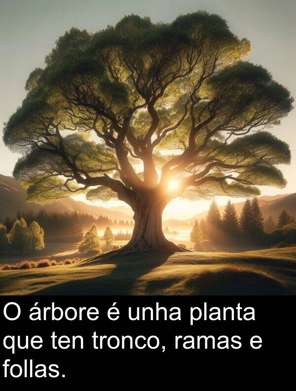 ramas: O árbore é unha planta que ten tronco, ramas e follas.