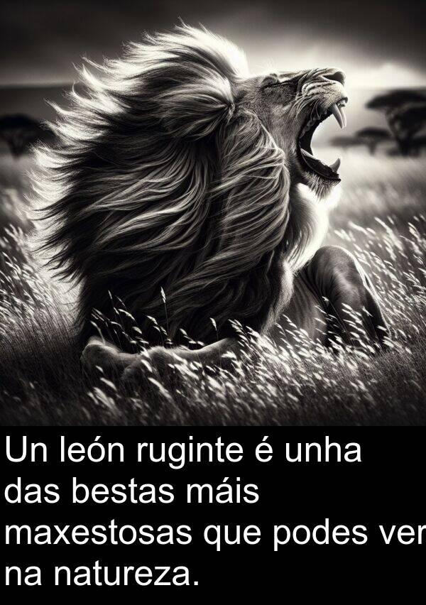 ruginte: Un león ruginte é unha das bestas máis maxestosas que podes ver na natureza.
