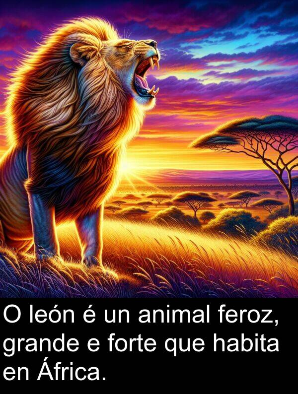 forte: O león é un animal feroz, grande e forte que habita en África.