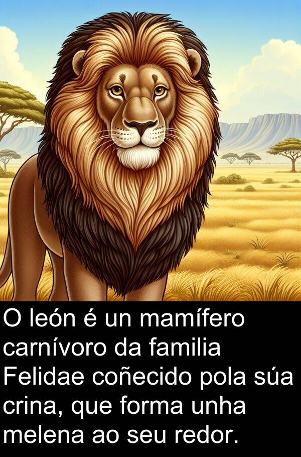 redor: O león é un mamífero carnívoro da familia Felidae coñecido pola súa crina, que forma unha melena ao seu redor.