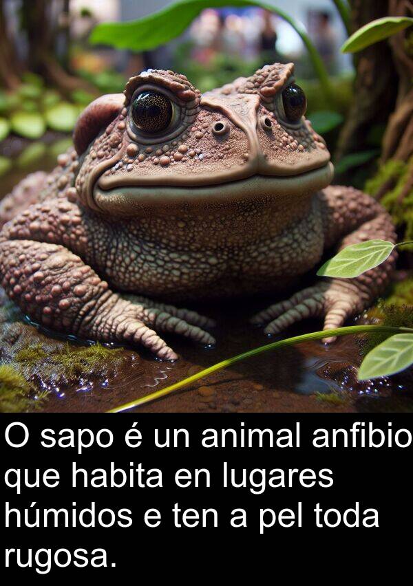 rugosa: O sapo é un animal anfibio que habita en lugares húmidos e ten a pel toda rugosa.