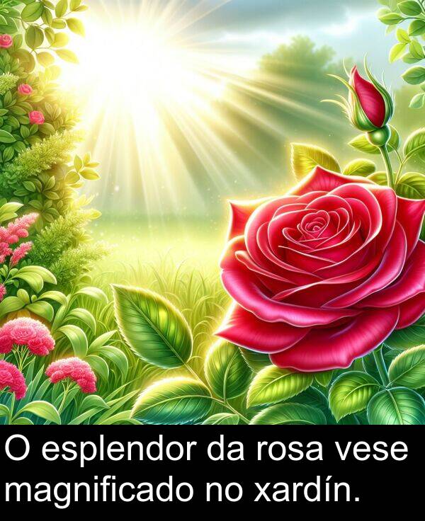 rosa: O esplendor da rosa vese magnificado no xardín.