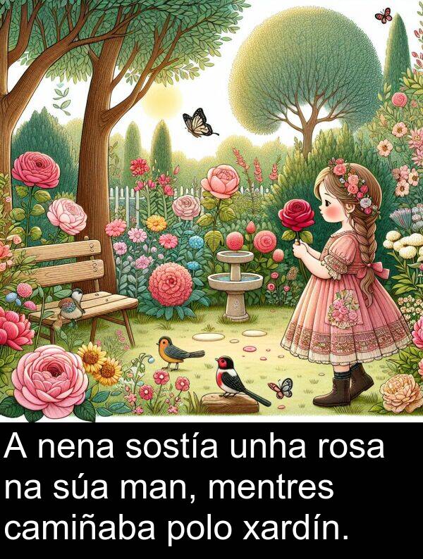 rosa: A nena sostía unha rosa na súa man, mentres camiñaba polo xardín.