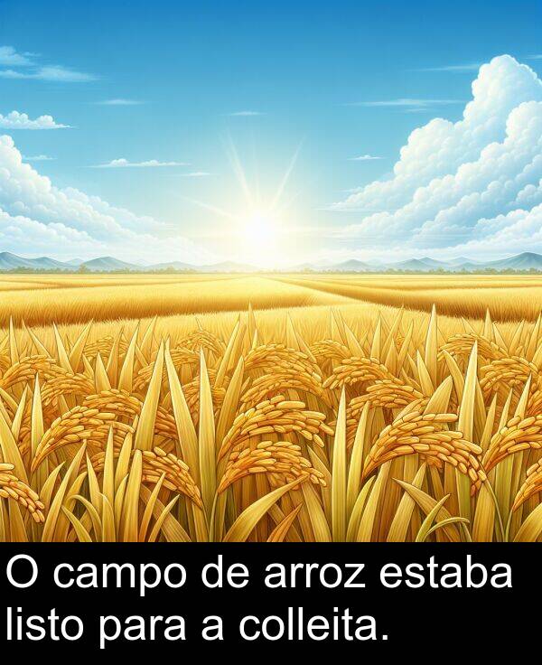 arroz: O campo de arroz estaba listo para a colleita.