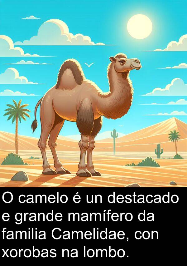 destacado: O camelo é un destacado e grande mamífero da familia Camelidae, con xorobas na lombo.
