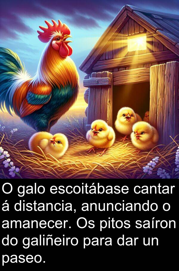 amanecer: O galo escoitábase cantar á distancia, anunciando o amanecer. Os pitos saíron do galiñeiro para dar un paseo.